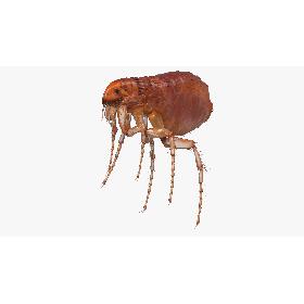 3D Flea Insect Rigged model